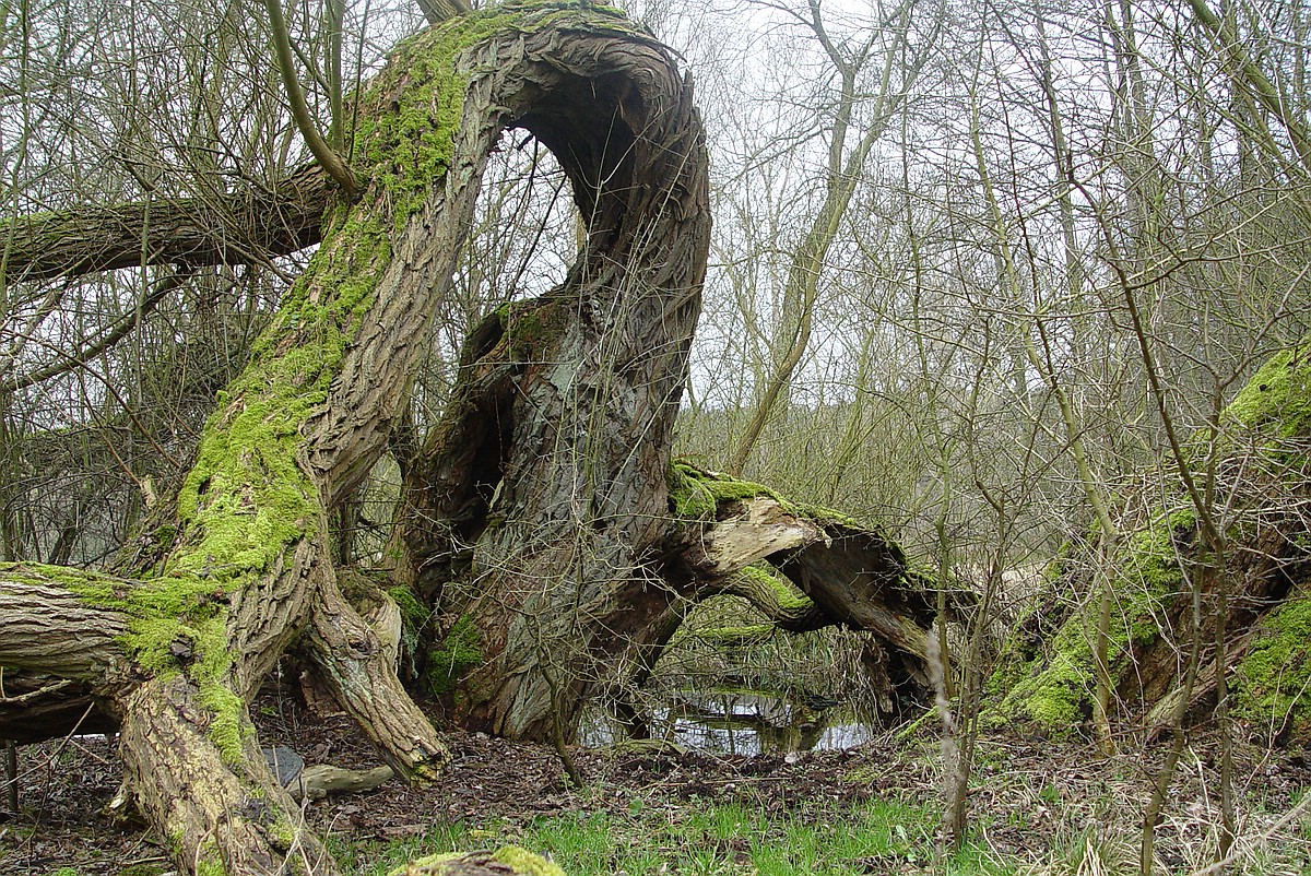Geisterbaum auf der Halbinsel Gnitz (Insel Usedom) Dr