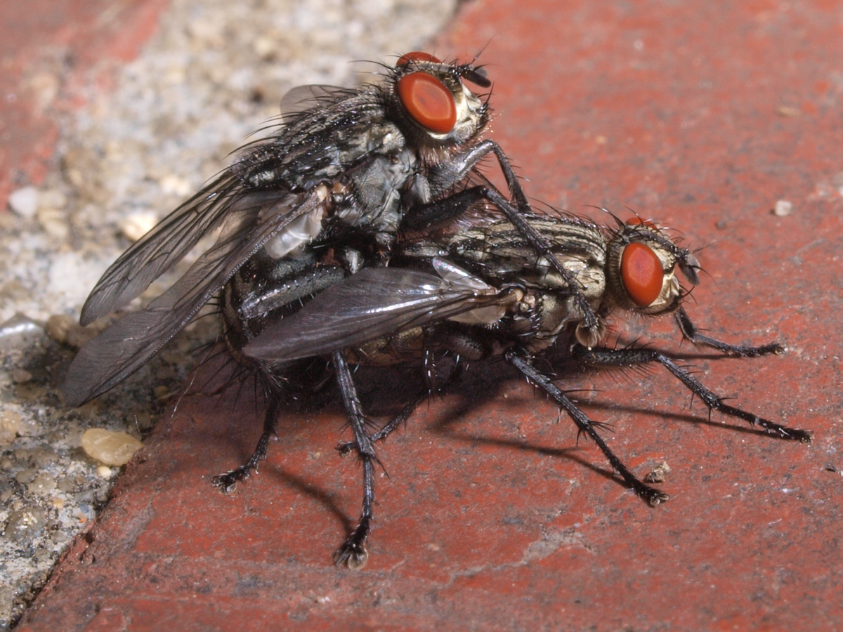 Fliegen bei der Paarung Dr. Winfried Kohls Fotografie