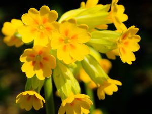 Auch an sehr kleinen Gewässern fühlen sich die Kleinlibellen zu Hause. Hier Männchen der Großen Pechlibelle (Ischnura elegans), das auf einem Halm Zwischenstopp gemacht hat.