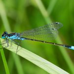 Auch an sehr kleinen Gewässern fühlen sich die Kleinlibellen zu Hause. Hier Männchen der Großen Pechlibelle (Ischnura elegans), das auf einem Halm Zwischenstopp gemacht hat.