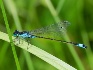 Auch an sehr kleinen Gewässern fühlen sich die Kleinlibellen zu Hause. Hier Männchen der Großen Pechlibelle (Ischnura elegans), das auf einem Halm Zwischenstopp gemacht hat.