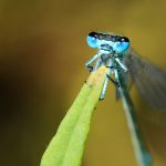 Portrait eines Männchens der Großen Pechlibelle (Ischnura elegans). Die Libelle frisst auf einem Halm sitzend eine Blattlaus.