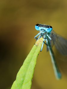 Portrait eines Männchens der Großen Pechlibelle (Ischnura elegans). Die Libelle frisst auf einem Halm sitzend eine Blattlaus.