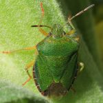 Die Grüne Stinkwanze (Palomena prasina) muss verschiedene Nymphenstadien durchlaufen, bevor sie vollständig ausgefärbt auch im Garten beobachtet werden kann. In Abhängigkeit von der Temperatur verändert sich im Herbst die Färbung. Überwinternde Tiere sind bräunlich gefärbt.