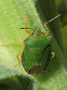 Die Grüne Stinkwanze (Palomena prasina) muss verschiedene Nymphenstadien durchlaufen, bevor sie vollständig ausgefärbt auch im Garten beobachtet werden kann. In Abhängigkeit von der Temperatur verändert sich im Herbst die Färbung. Überwinternde Tiere sind bräunlich gefärbt.