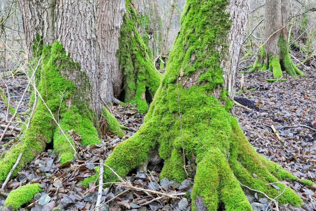 Die Wurzelansätze von Erlen im Bruchwald können teilweise sehr stark