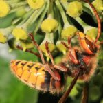 Auch sehr viele Hornissen suchen im Herbst den Efeu auf. Es ist schon ein bewegendes Erlebnis, den großen Insekten aus allernächster Nähe zuzuschauen, wie sie unermüdlich jede einzelne sich entwickelnde Frucht kurz nach der Blüte abschlecken.