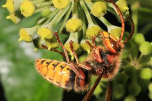 Auch sehr viele Hornissen suchen im Herbst den Efeu auf. Es ist schon ein bewegendes Erlebnis, den großen Insekten aus allernächster Nähe zuzuschauen, wie sie unermüdlich jede einzelne sich entwickelnde Frucht kurz nach der Blüte abschlecken.