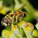 Efeu bietet im Herbst vielen Insekten eine besondere Attraktion, denn für den Nektar der Blüten entwickeln sie eine besondere Leidenschaft. Die unterschiedlichsten Insekten lecken den immer noch austretenden Nektar auch schon abgeblühter Blüten unermüdlich. Hier labt sich eine Schwebfliege.