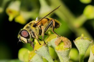 Efeu bietet im Herbst vielen Insekten eine besondere Attraktion, denn für den Nektar der Blüten entwickeln sie eine besondere Leidenschaft. Die unterschiedlichsten Insekten lecken den immer noch austretenden Nektar auch schon abgeblühter Blüten unermüdlich. Hier labt sich eine Schwebfliege.