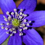 Ein wunderschöner Farbtupfer im zeitigen Frühjahr in frischen Laubwäldern ist das blaublütige Leberblümchen (Hepatica nobilis). Die Blüten entwickeln sich vor den Blättern und entspringen einem relativ tief wurzelnden Rhizom. Auf Grund der dreilappig geformten Blätter erhielt das Leberblümchen seinen deutschen Namen. Die Pflanzen wachsen sehr langsam und können sehr alt werden. Erst nach ca. 7 Jahren ist die Pflanze blühfähig. Die Samen werden häufig durch Ameisen verbreitet. Die zahlreichen weißen Staubblätter umgeben das Zentrum der Blüte mit grün gefärbten freien Fruchtblättern und lassen die Blüte zusammen mit den blauvioletten Blütenhüllblättern zu einem kleinen Kunstwerk werden.