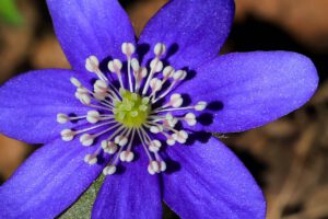 Ein wunderschöner Farbtupfer im zeitigen Frühjahr in frischen Laubwäldern ist das blaublütige Leberblümchen (Hepatica nobilis). Die Blüten entwickeln sich vor den Blättern und entspringen einem relativ tief wurzelnden Rhizom. Auf Grund der dreilappig geformten Blätter erhielt das Leberblümchen seinen deutschen Namen. Die Pflanzen wachsen sehr langsam und können sehr alt werden. Erst nach ca. 7 Jahren ist die Pflanze blühfähig. Die Samen werden häufig durch Ameisen verbreitet. Die zahlreichen weißen Staubblätter umgeben das Zentrum der Blüte mit grün gefärbten freien Fruchtblättern und lassen die Blüte zusammen mit den blauvioletten Blütenhüllblättern zu einem kleinen Kunstwerk werden.