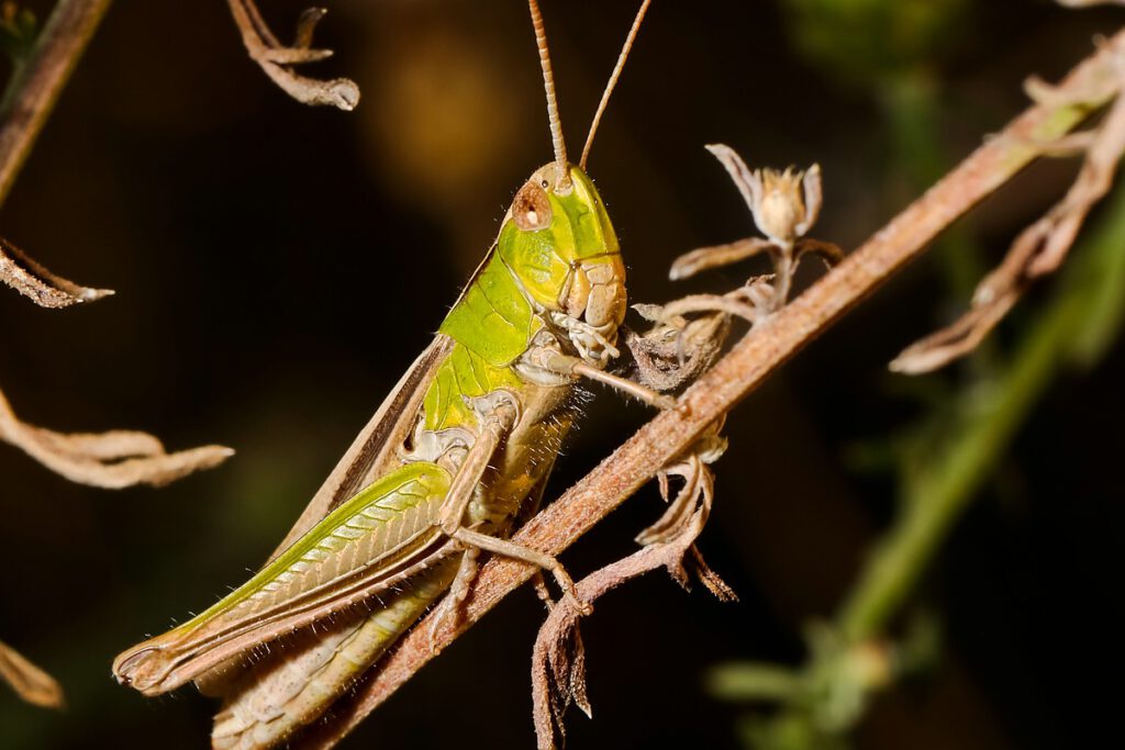 Der Gemeine Grashüpfer (Pseudochorthippus parallelus) ist einer der
